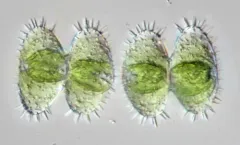 Staurastrum polytrichum thumbnail 1