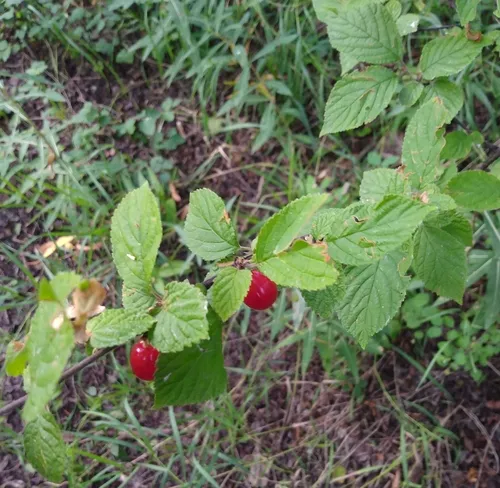 Nanking Cherry