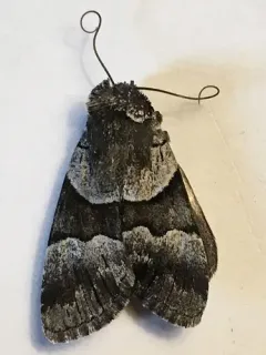 Sympistis chalybdis thumbnail 4