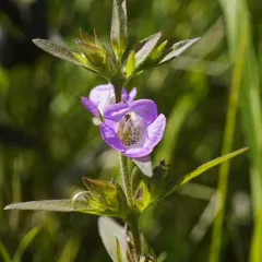 earleaf false foxglove thumbnail 2