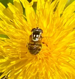Striped Bromeliad Fly thumbnail 2