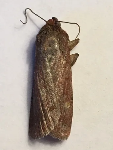 Tesagrotis piscipellis