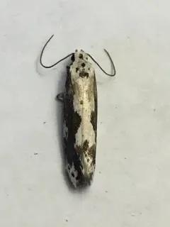 Ethmia marmorea thumbnail 3