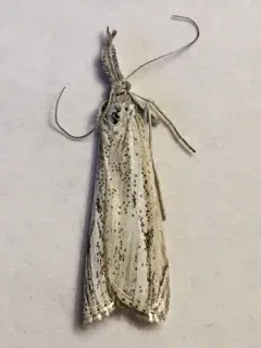 Agriphila attenuatus thumbnail 4