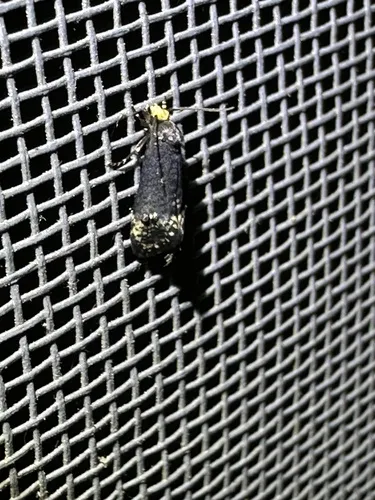 Pelecystola nearctica