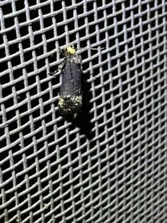 Pelecystola nearctica thumbnail 1