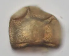 Arcella conica thumbnail 3
