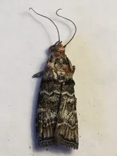 Dioryctria okanaganella thumbnail 3