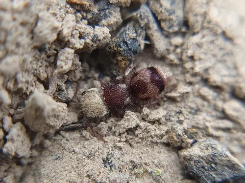 Pseudomethoca contumax