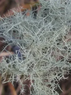 Wirth's Beard Lichen thumbnail 4