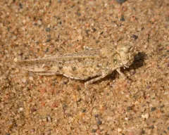 Toothed Field Grasshopper thumbnail 2