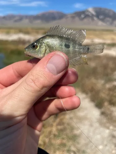Red Devil Cichlid