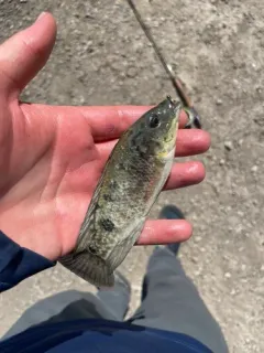 Mozambique Tilapia thumbnail 1