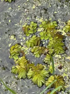 water spangles thumbnail 1