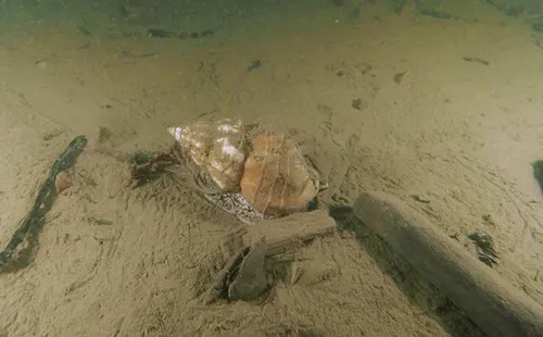 glacial whelk