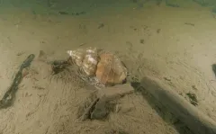 glacial whelk thumbnail 1