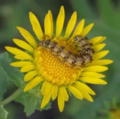 Yellow Sunflower Moth thumbnail 3