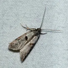 Lotisma trigonana thumbnail 4