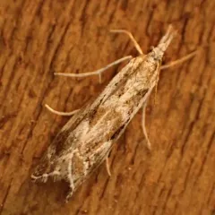 Western Catoptria thumbnail 2
