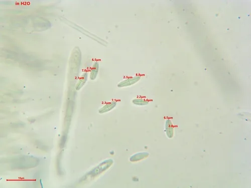 Lachnellula pseudotsugae
