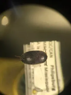 Synstrophus repandus thumbnail 3