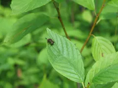 Globular Ant Fly thumbnail 2