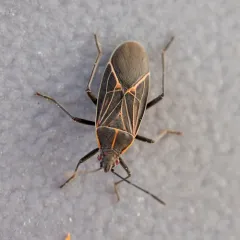 Western Boxelder Bug thumbnail 4