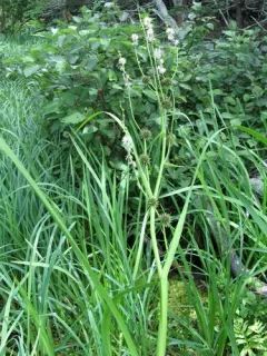 Branching Bur-reed thumbnail 3