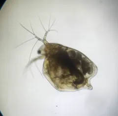 Simocephalus serrulatus thumbnail 4