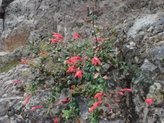 redwood keckiella thumbnail 2