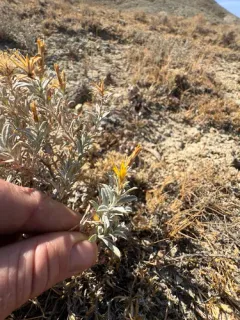 Winward goldenbush thumbnail 1