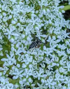 Eight-toothed Cuckoo Leaf-cutter Bee thumbnail 2