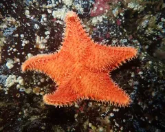 Trojan Star thumbnail 3