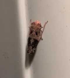 Menosoma cinctum thumbnail 2