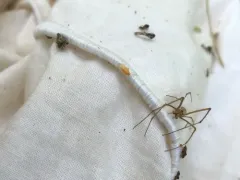 Haplaxius fulvus thumbnail 3