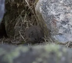 Nearctic Brown Lemming thumbnail 2