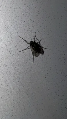 Guttipelopia guttipennis