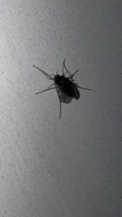 Guttipelopia guttipennis thumbnail 1