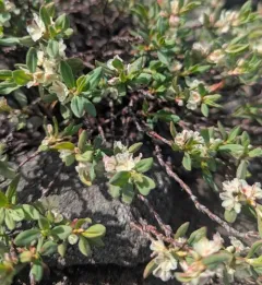 Shasta knotweed thumbnail 3