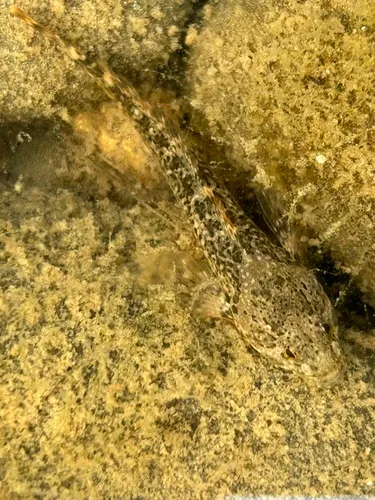 Snake River Sculpin