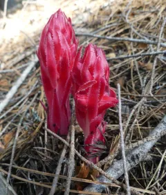 Snowplant thumbnail 2