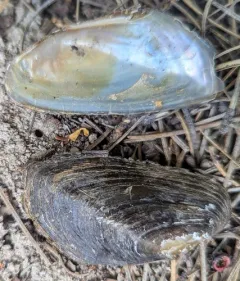 Western Ridged Mussel thumbnail 2
