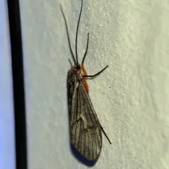 Dicosmoecus atripes thumbnail 2