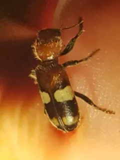 White-belted Enoclerus thumbnail 2
