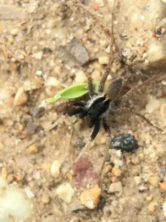 Pardosa saxatilis thumbnail 4
