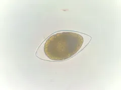 Cystodinium bataviense thumbnail 2