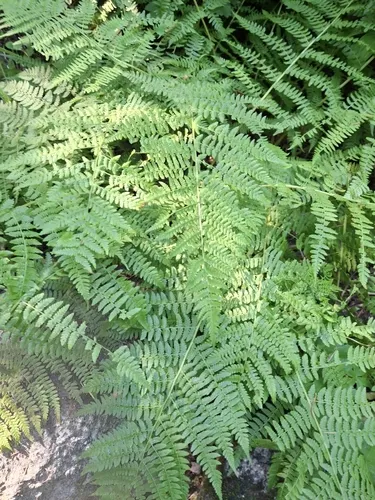 Western Lady Fern