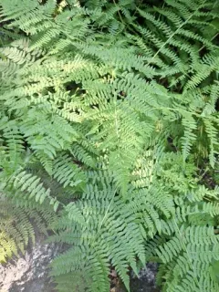 Western Lady Fern thumbnail 1