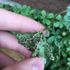 Hollyhock Rust thumbnail 2