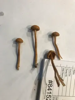 Ochre Aldercap thumbnail 4